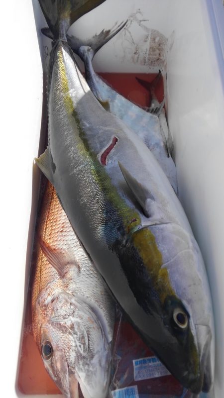 遊漁船 新鋭丸 釣果