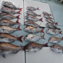 遊漁船 幸友丸 釣果