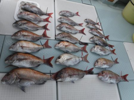 遊漁船 幸友丸 釣果