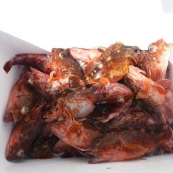 遊漁船 幸友丸 釣果