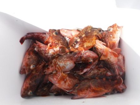 遊漁船 幸友丸 釣果