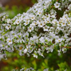 小菅トラウトガーデン 釣果