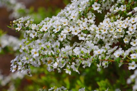 小菅トラウトガーデン 釣果