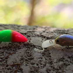 小菅トラウトガーデン 釣果