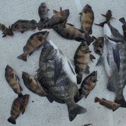 TOPGUN名古屋 釣果