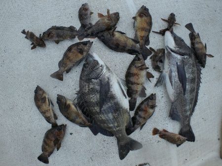 TOPGUN名古屋 釣果