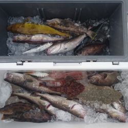 気仙沼 つり丸 釣果