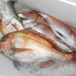 こうゆう丸 釣果