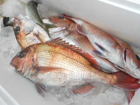 こうゆう丸 釣果