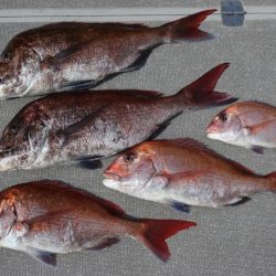 へいみつ丸 釣果