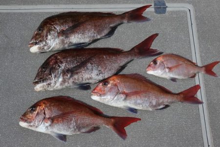 へいみつ丸 釣果