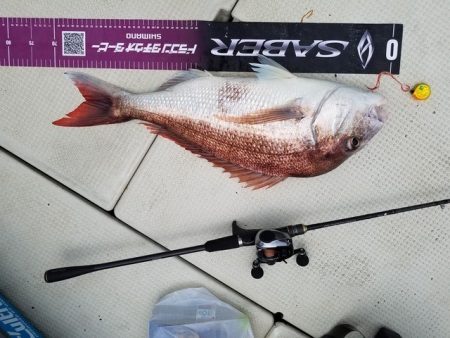 遊漁船　ニライカナイ 釣果