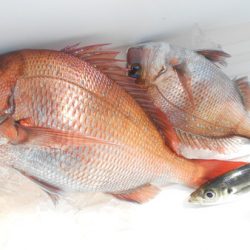 こうゆう丸 釣果