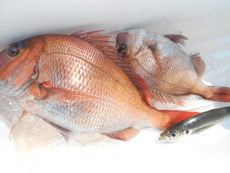 こうゆう丸 釣果