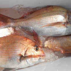 こうゆう丸 釣果