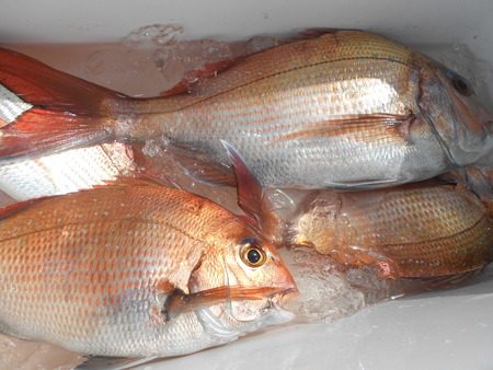 こうゆう丸 釣果