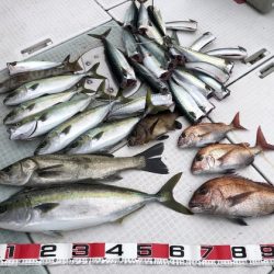 ふじしめ丸 釣果