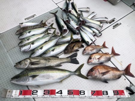 ふじしめ丸 釣果