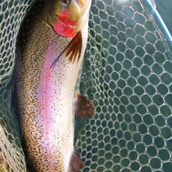 小菅トラウトガーデン 釣果