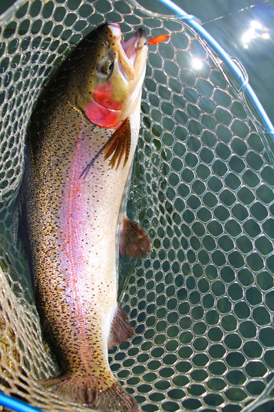 小菅トラウトガーデン 釣果