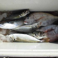 大進丸(新潟) 釣果