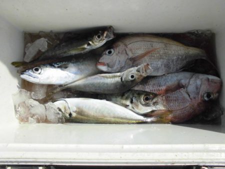 大進丸(新潟) 釣果