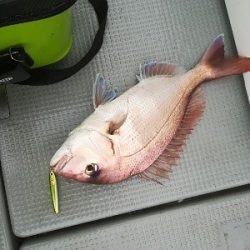 IDATEN(イダテン) 釣果