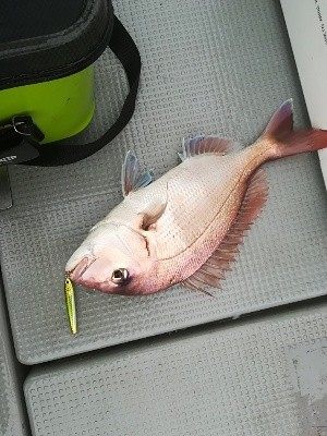 IDATEN(イダテン) 釣果