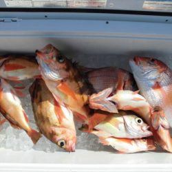 大進丸(新潟) 釣果