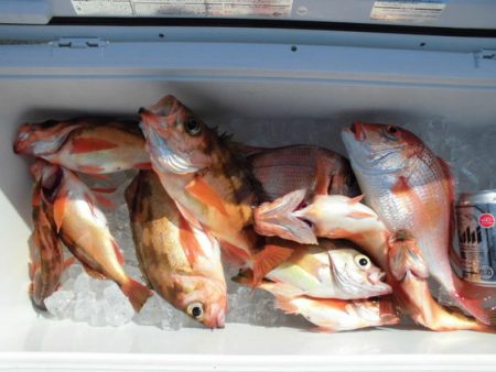 大進丸(新潟) 釣果