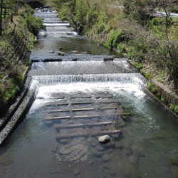 狩野川（狩野川漁業協同組合） 釣果