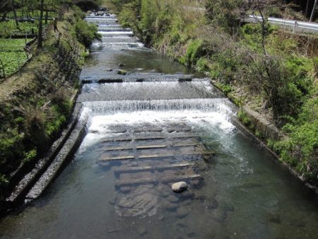 狩野川（狩野川漁業協同組合） 釣果