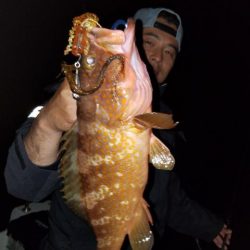 Magic（マジック） 釣果