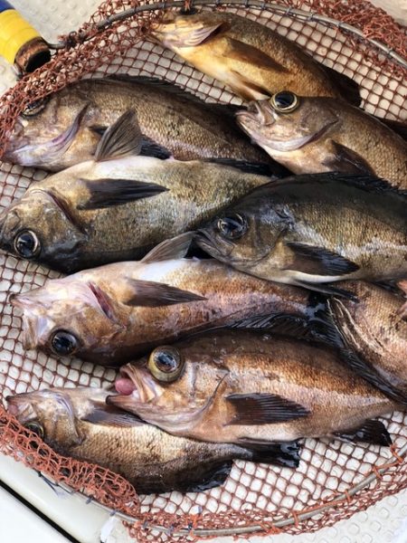 第二辰丸 釣果
