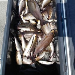 第二大福丸 釣果