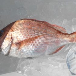 こうゆう丸 釣果