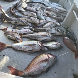 寿裕 （YOSHIHIRO） 釣果