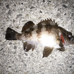 ショートバイトが多い