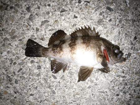 ショートバイトが多い