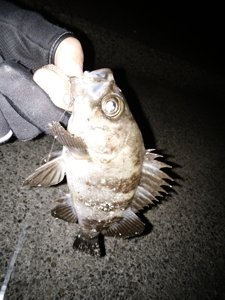 ショートバイトが多い