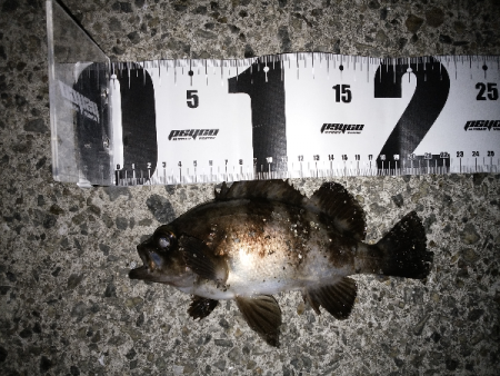 ショートバイトが多い