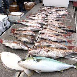 幸風（さちかぜ） 釣果
