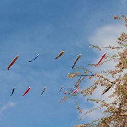 小菅トラウトガーデン 釣果