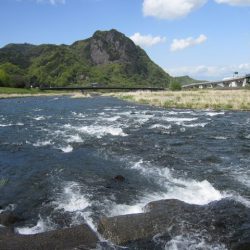 狩野川（狩野川漁業協同組合） 釣果