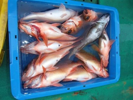 第二むつ漁丸 釣果