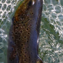 小菅トラウトガーデン 釣果