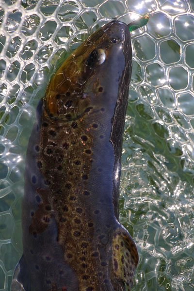 小菅トラウトガーデン 釣果