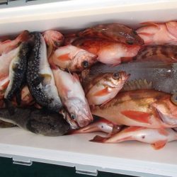 第二むつ漁丸 釣果