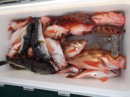 第二むつ漁丸 釣果