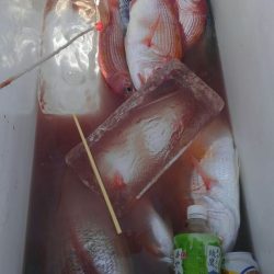 遊漁船 新鋭丸 釣果